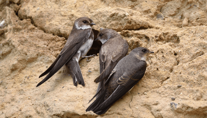 Les oiseaux entre falaise et rivière